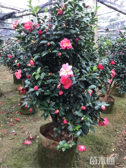 江门四季茶花树