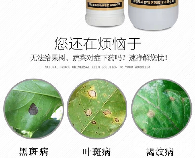 速净农药杀菌剂月季草莓白 粉病辣椒番茄炭疽病黑斑病黑星病锈病