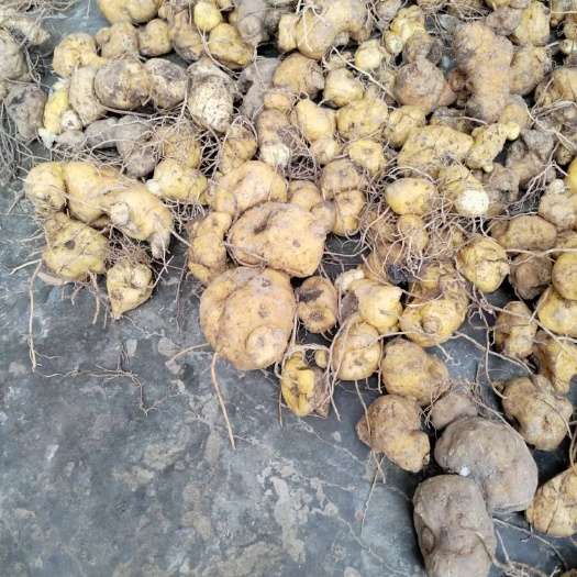 石棉县滇黄精  大山深处多花黄精    白花黄精红花黄精