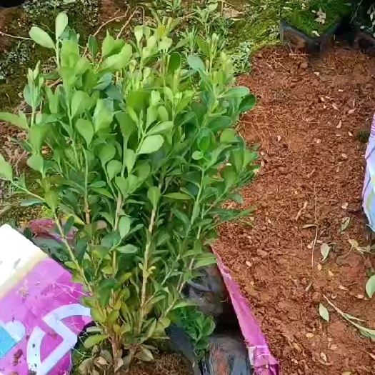 荔浦市瓜子黄杨杯苗
