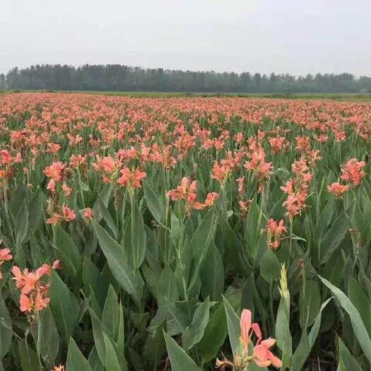杭州种植基地直销大量批发黄粉红花美人蕉花紫叶水生美人蕉植物