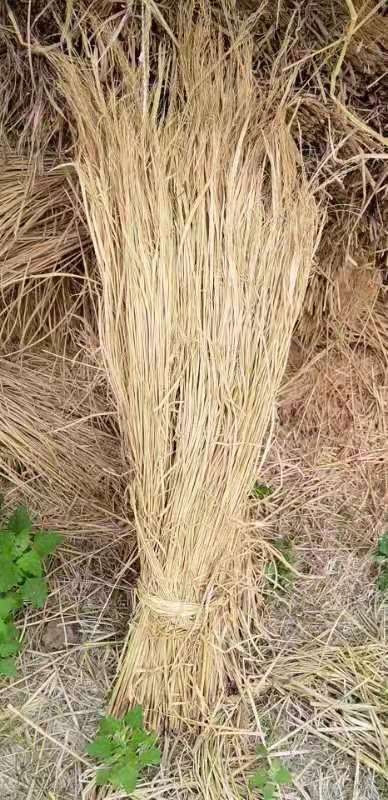 滦南县酒厂专用稻草