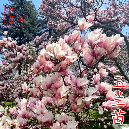 嵊州市玉兰小苗 红运玉兰娇红山玉兰黄白紫玉兰丹馨矮化如意玉兰树苗