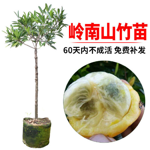 灵山县岭南山竹苗,别名黄金山竹,四季长绿果树,合适种植屋前屋后
