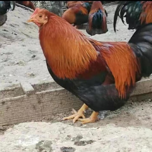 南宁土鸡苗，清远麻鸡苗