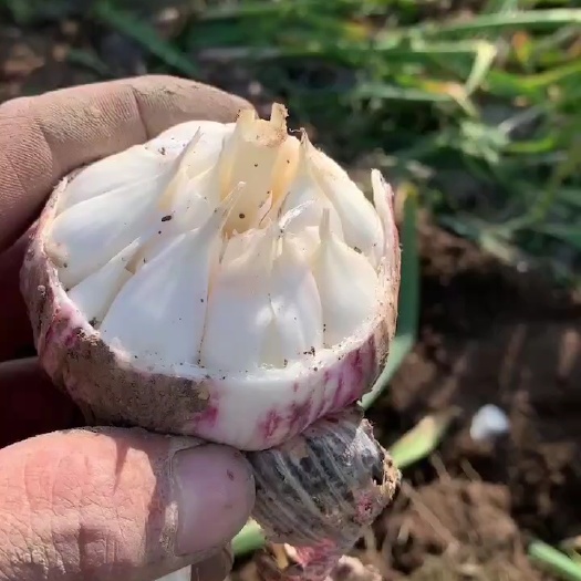 洪洞县大蒜开卖今天是5月18产地直发一手货源！