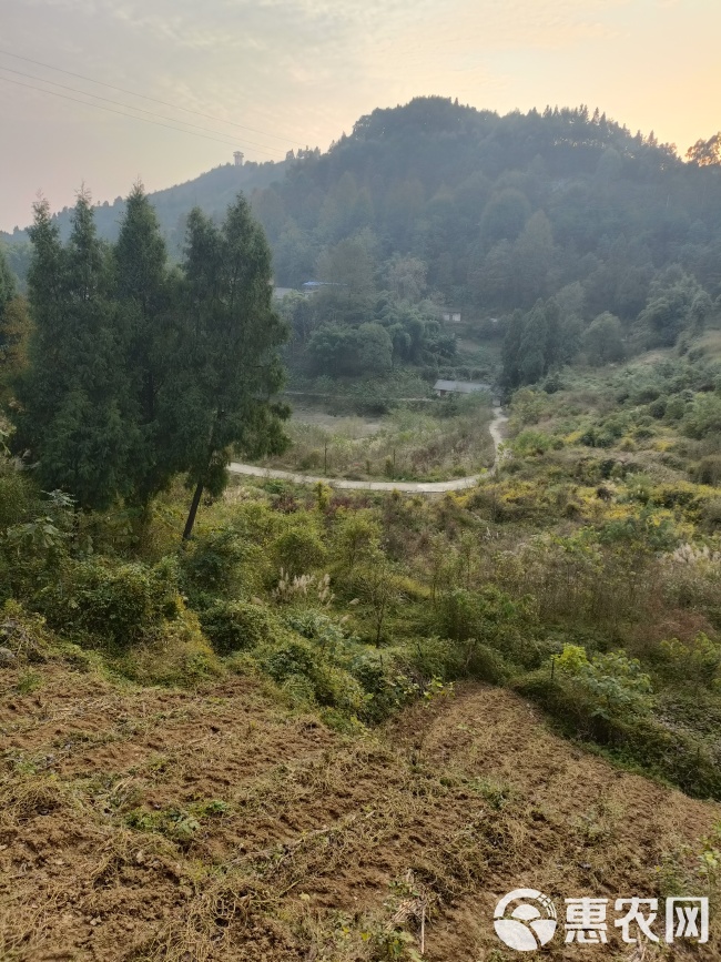 巴南丰盛宅基地重庆巴南景区内宅基地240平3000一年，