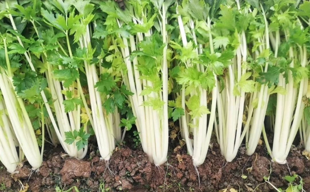 绵阳实心白芹菜种子白芹菜种子小香芹种子实心率高不空心