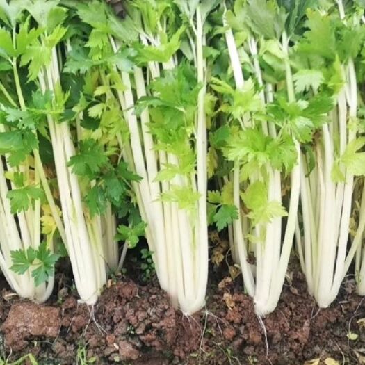 绵阳实心白芹菜种子白芹菜种子小香芹种子实心率高不空心