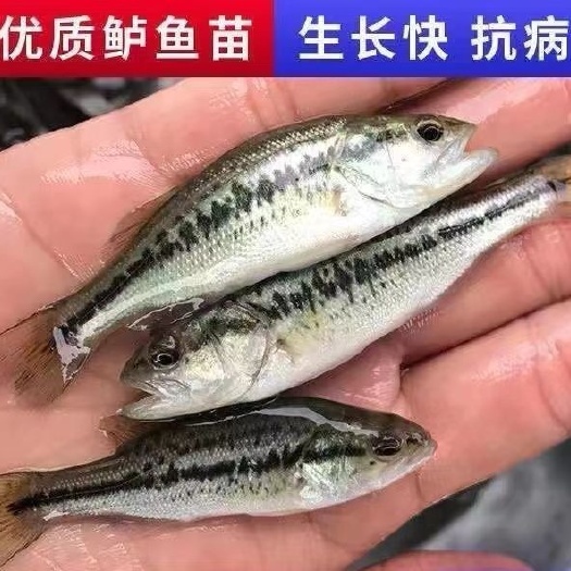 南宁七星鲈鱼苗纯种加州鲈鱼苗大口黑鲈鱼苗厂家直发品种优良