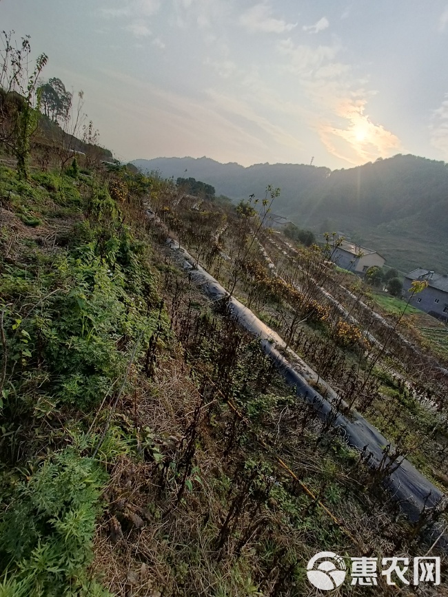 巴南区200亩桃园寻求托管合同与村上签订 土地租金为60