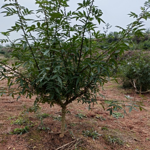 重庆市荣昌243亩花椒地，3年老果树，现在正是挂大果的时候，
