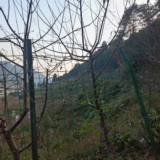 重庆市重庆巴南区200亩桃园寻求托管合同与村上签订 土地zu金为