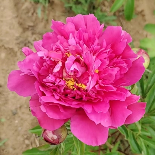 天津芍药鲜花