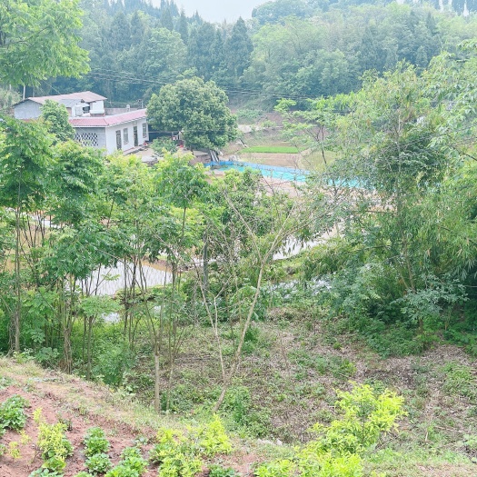 重庆市荣昌区基本农田，可种植农作物，80亩，500-亩，有排水