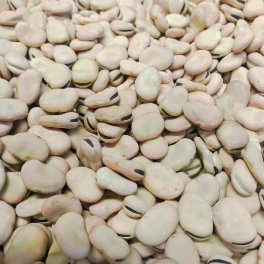 蚕豆种子   干蚕豆，蚕豆大量供应批发，一天一挂车的量。