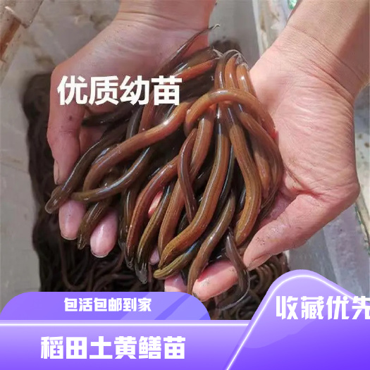 南宁泰国黄鳝鱼苗长鱼苗小长鱼鳝鱼苗鱼场直销品种优良