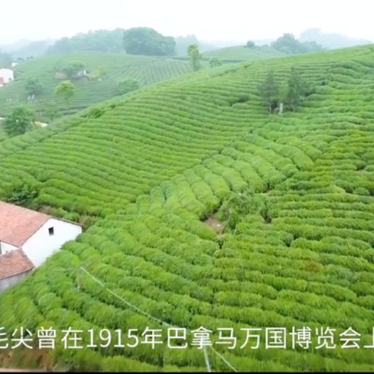 信阳经营销售中国十大名茶—信阳毛尖茶，欢迎新老顾客光临