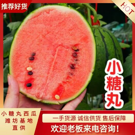 潍坊冰糖小糖丸西瓜产地、产地大量现货、含糖量13个以上