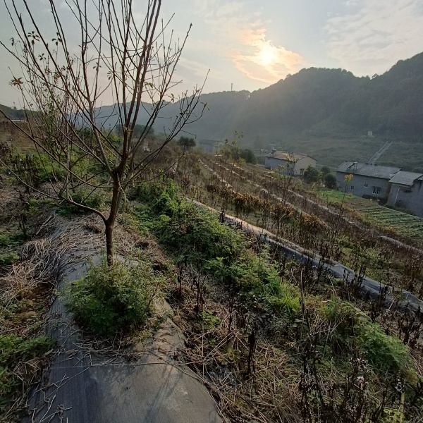 巴南区200亩桃园寻求托管合同与村上签订 土地租金为60