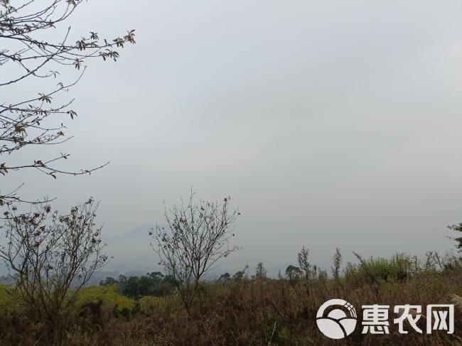 重庆北碚区西山坪606亩金槐地，适合种植药材，套种，有管