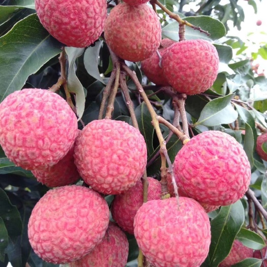 灵山县无核荔枝树苗