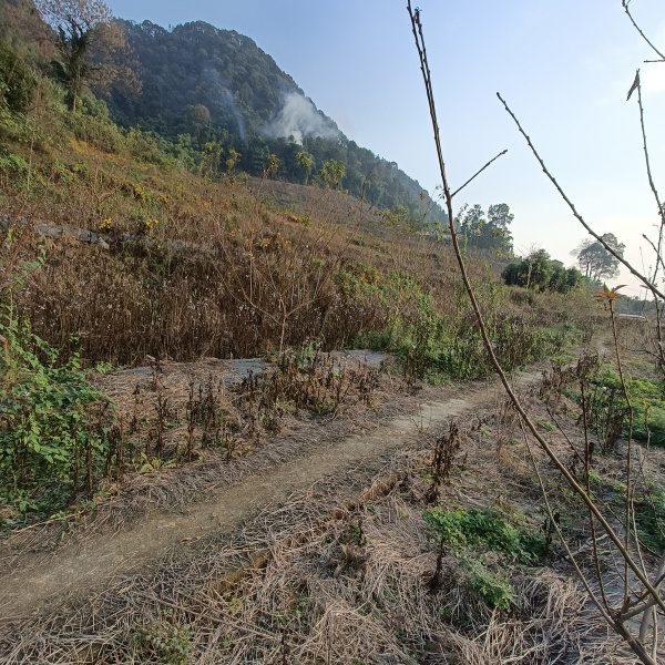 巴南区200亩桃园寻求托管合同与村上签订 土地租金为60