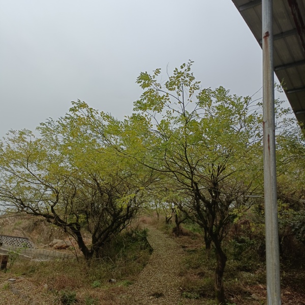 重庆北碚区西山坪606亩金槐地，适合种植药材，套种，有管