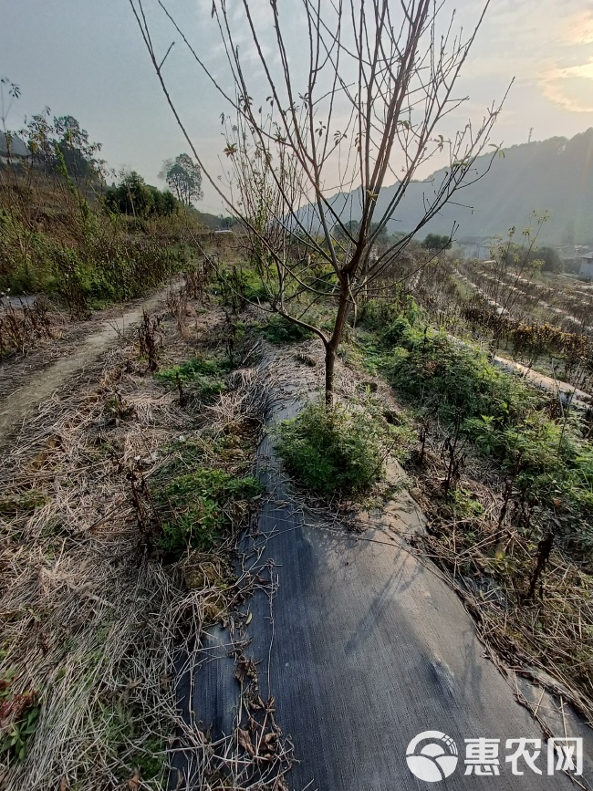 巴南区200亩桃园寻求托管合同与村上签订 土地租金为60