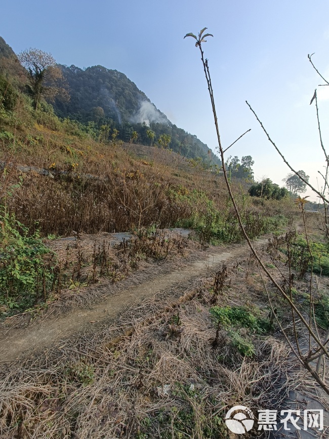 巴南区200亩桃园寻求托管合同与村上签订 土地租金为60