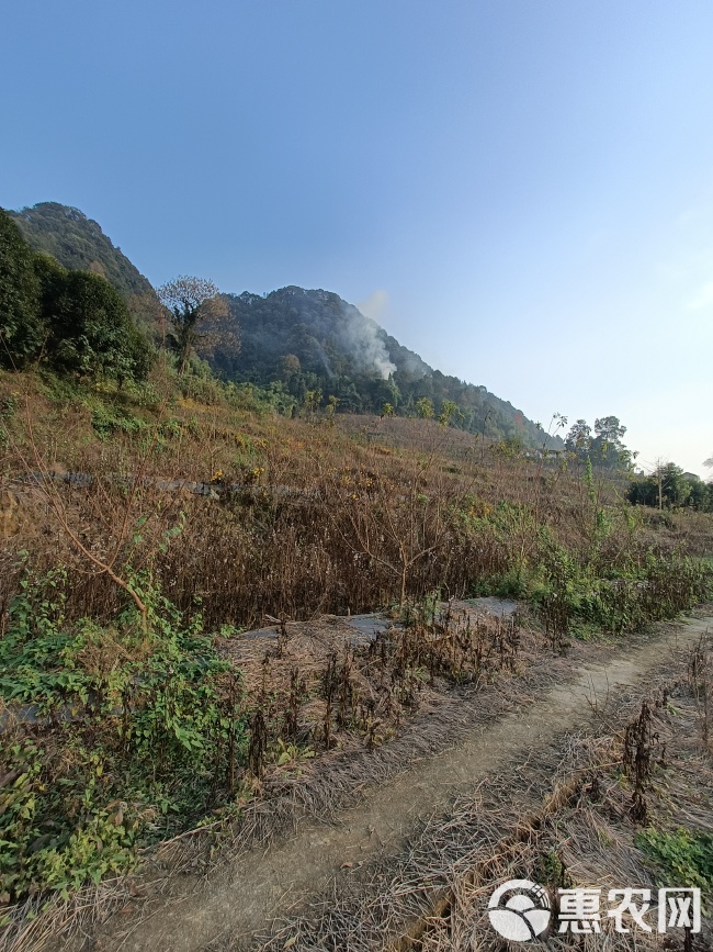 巴南区200亩桃园寻求托管合同与村上签订 土地租金为60