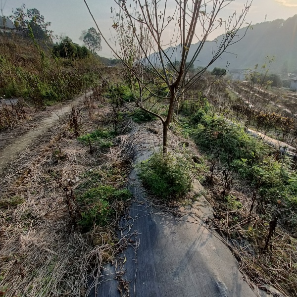 巴南区200亩桃园寻求托管合同与村上签订 土地租金为60