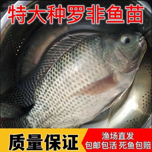 脆肉罗非鱼苗海南壹号罗非鱼苗百容罗非鱼苗鱼场直销质量保证