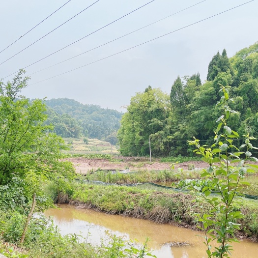 重庆市荣昌区基本农田，可种植农作物，150亩，500-亩，有排水