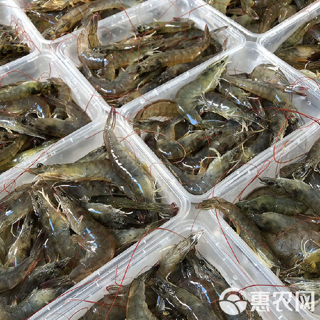 【顺丰24小时内发货】大虾鲜活冷冻海鲜大水产品 青岛海虾