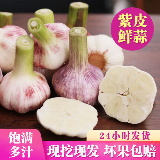 菏泽2022年  山东紫皮大蒜  优质手工挑拣    坏了包赔