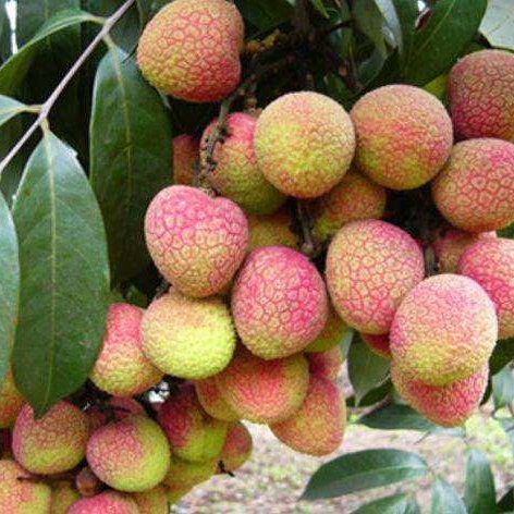 罗定市三月红荔枝