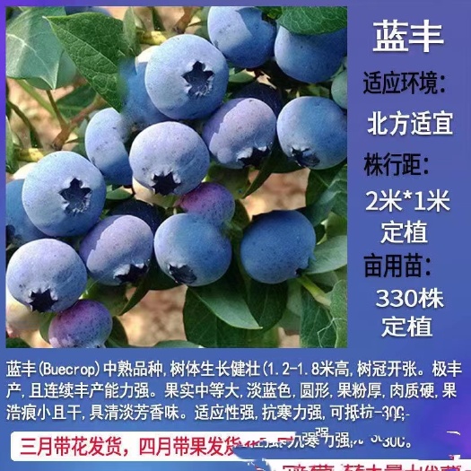 大姚县蓝莓苗带花，带苞，带土盆栽。