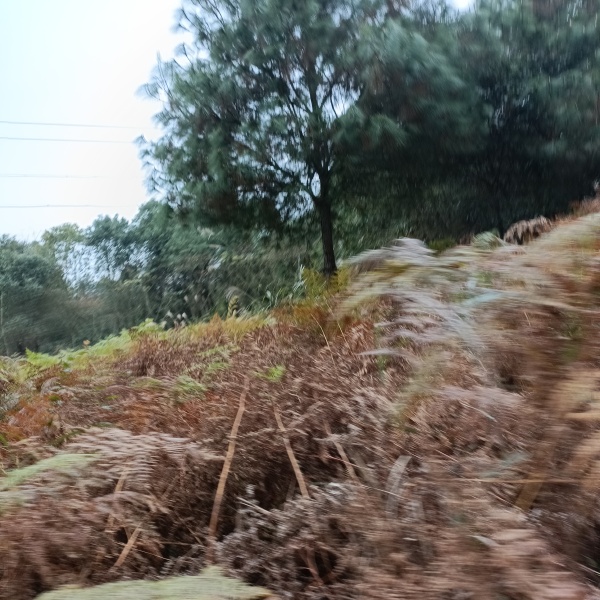 重庆北碚区西山坪606亩金槐地，适合种植药材，套种，有管