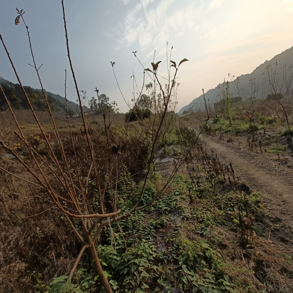 巴南区200亩桃园寻求托管合同与村上签订 土地租金为60