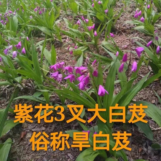 宝兴县紫花小白芨