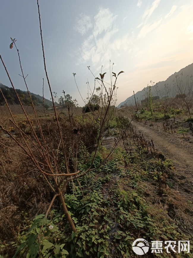 巴南区200亩桃园寻求托管合同与村上签订 土地租金为60