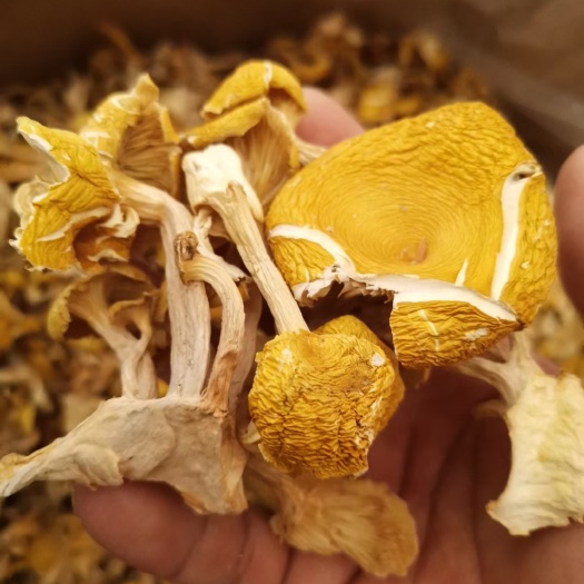 思茅鸡油菌