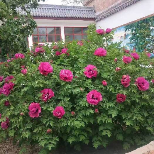 广河县甘肃定西牡丹树