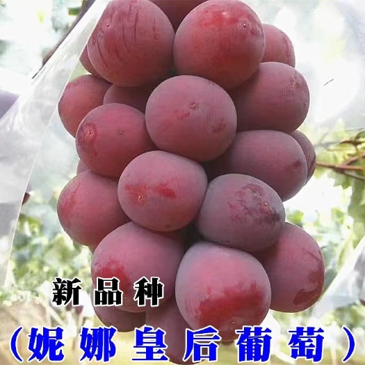 大姚县新品妮娜皇后葡萄苗