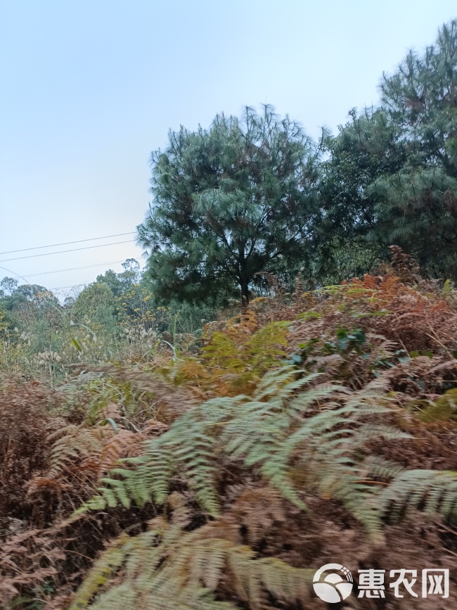 重庆北碚区西山坪606亩金槐地，适合种植药材，套种，有管