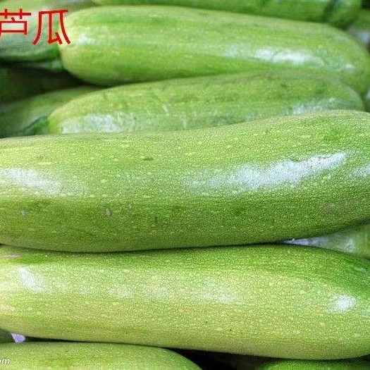 邯郸西葫芦