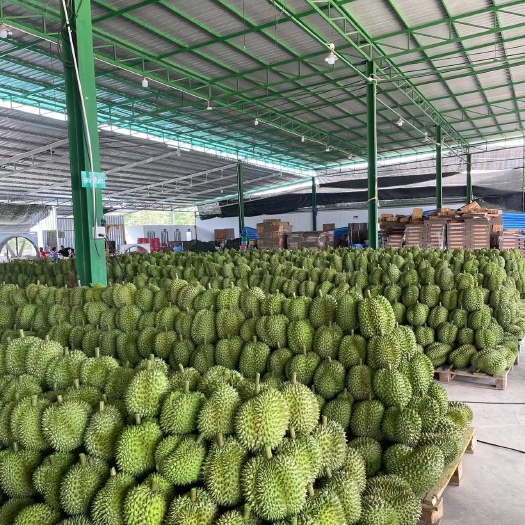 昆明泰国金枕榴莲