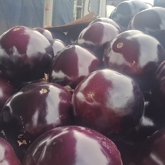 博爱县精品紫光圆茄，走市场，商超平台可直接对接