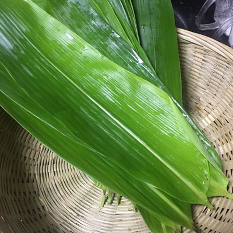 粽叶新鲜特大粽叶现摘端午节粽子叶非芦苇叶干叶天然棕叶箬叶
